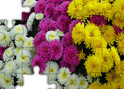 Kwiaty, Kolorowe, Chryzantemy, Białe, Żółte, Różowe