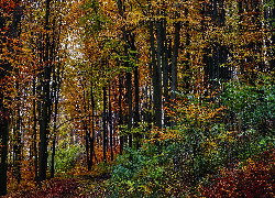 Las, Kolorowe, Drzewa, Ścieżka, Jesień