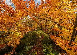 Jesień, Drzewa, Roślinność, Kolorowa, Ścieżka, Park rekreacyjny Zavrsnica, Słowenia