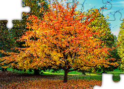 Park, Drzewa, Liście, Jesień, Niebo