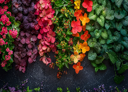 Kwiaty, Kolorowe, Hortensje, Liście