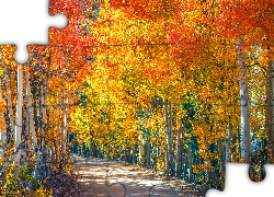 Droga, Drzewa, Pożółkłe, Brzozy, Jesień