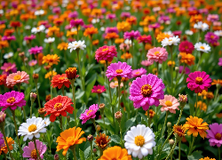 Cynie, Kolorowe, Kwiaty, Pole, Zbliżenie