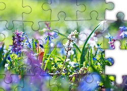 Kolorowe, Kwiaty, Rośliny