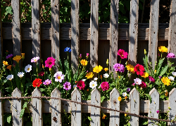 Dwa, Płoty, Kolorowe, Kwiaty