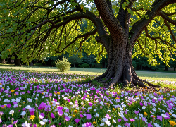 Park, Drzewa, Kwiaty