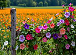 Powój, Kolorowe, Kwiaty, Płot, Grafika AI