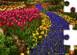 Ogród, Kwiaty, Tulipany, Szafirki