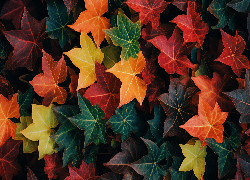 Jesień, Kolorowe, Liście, Bluszcz
