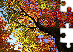 Jesień, Drzewo, Kolorowe, Liście, Klon