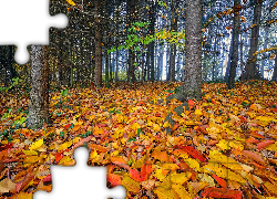 Jesień, Las, Drzewa, Kolorowe, Pożółkłe, Liście