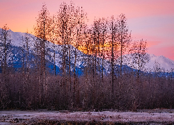 Stany Zjednoczone, Alaska, Haines, Góry, Chilkat Range, Zima, Drzewa, Ptaki