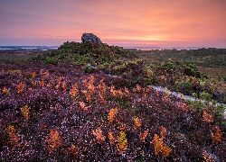 Wrzosowisko, Paprocie, Skała, Ścieżka, Krzewy, Półwysep Purbeck, Hrabstwo Durset, Anglia