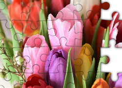 Tulipany, Kolorowe