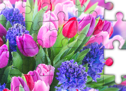 Tulipany, Kolorowe, Hiacynty