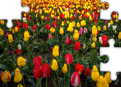 Farma, Wooden Shoe Tulip Farm, Pole, Tulipany, Stan Oregon, Stany Zjednoczone