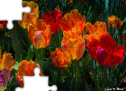 Tulipany, Kolorowe, Kwiaty