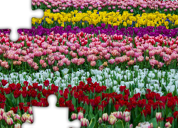 Pole, Kolorowe, Tulipany, Kwiaty