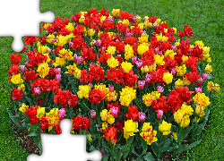 Kwiaty, Tulipany, Rabata, Trawnik