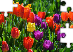 Tulipany, Kolorowe