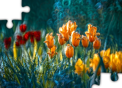 Kwiaty, Kolorowe, Tulipany, Rozmycie