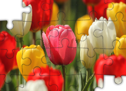 Kolorowe, Kwiaty, Tulipany