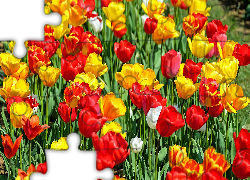 Rozświetlone, Kwiaty, Tulipany, Kolorowe