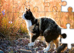 Kolorowy, Kot, Łąka, Kamienie, Rozmyte, Tło