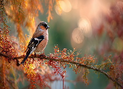 Kolorowy, Ptak, Gałązka, Drzewo, Grafika AI