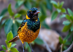 Ptak, Kolorowy, Grafika AI