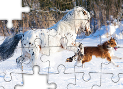 Biegnący, Koń Appaloosa, Border collie, Śnieg