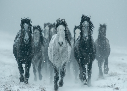 Konie, Galop, Zima, Grafika AI