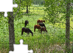 Konie, Pastwisko, Zielone, Drzewa