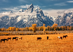 Stany Zjednoczone, Wyoming, Park Narodowy Grand Teton, Jesień, Góry, Pożółkłe, Drzewa, Pastwisko, Konie