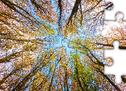 Jesienne, Drzewa, Wierzchołki