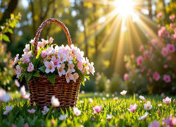Łąka, Biało-różowe, Kwiaty, Koszyk, Promienie słońca