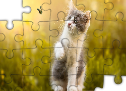 Kotek, Motyl, Rozmyte, Tło