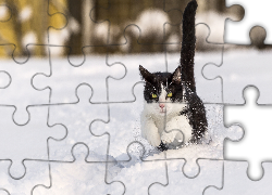 Kot, Czarno-biały, Śnieg