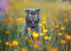 Kot brytyjski krótkowłosy, Kwiaty, Łąka