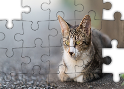 Kot, Odpoczynek, Ziemia, Zamyślenie