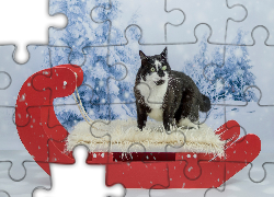 Zima, Kot, Sanki, Śnieg