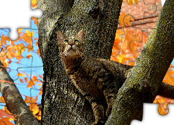 Bury, Kot, Drzewo, Konary