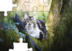 Kot, Drzewo, Rozmyte, Tło