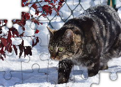 Kot, Spacer, Ogrodzenie, Śnieg, Zima