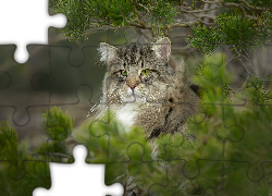 Kot norweski leśny, Spojrzenie, Zielone, Oczy, Gałęzie