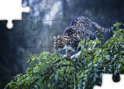 Kot, Gałąź, Liście