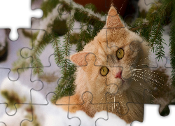 Rudy, Kot, Zima, Śnieg, Gałązka, Świerku
