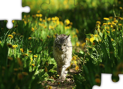 Kot, Łąka, Mniszek lekarski, Zieleń, Ścieżka