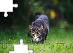 Przyczajony, Kot, Trawa