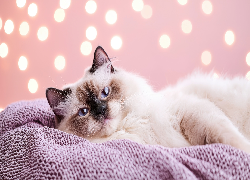 Kot, Ragdoll, Koc, Grafika